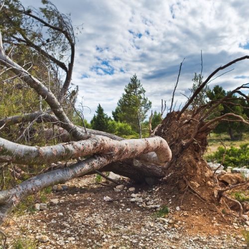 Tree Removal