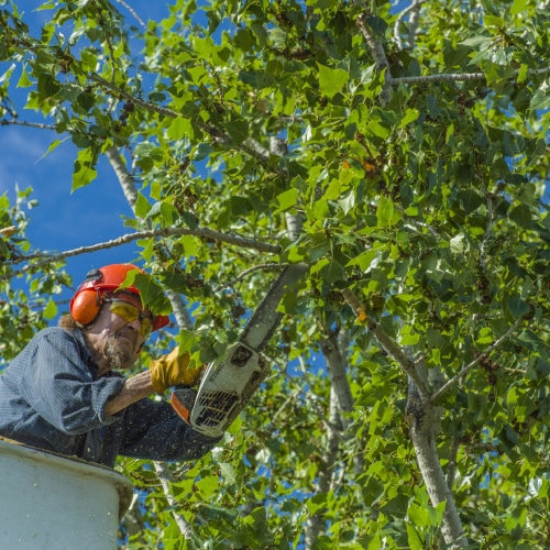 Tree Trimming