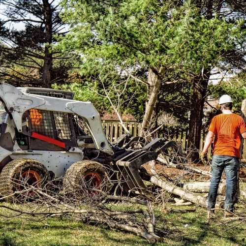 Emergency Tree Removal