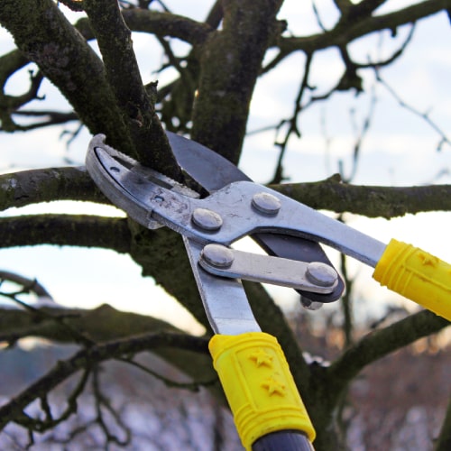 Tree Pruning