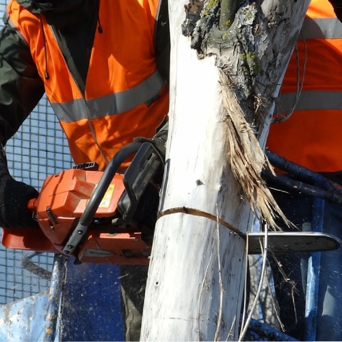Commercial Tree Service